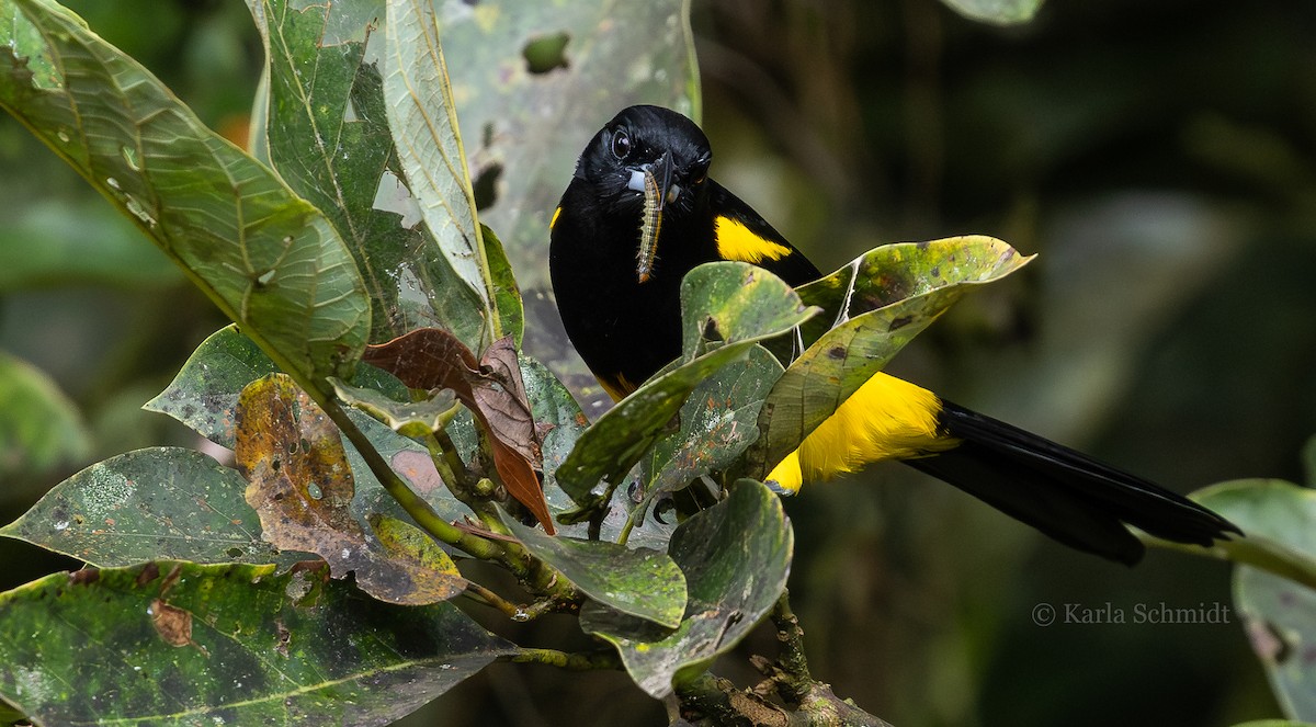 Black-cowled Oriole - ML614180722