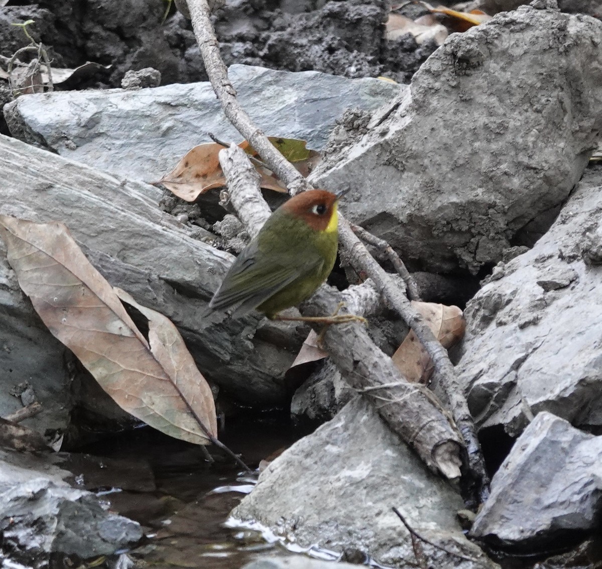 Chestnut-headed Tesia - ML614180738