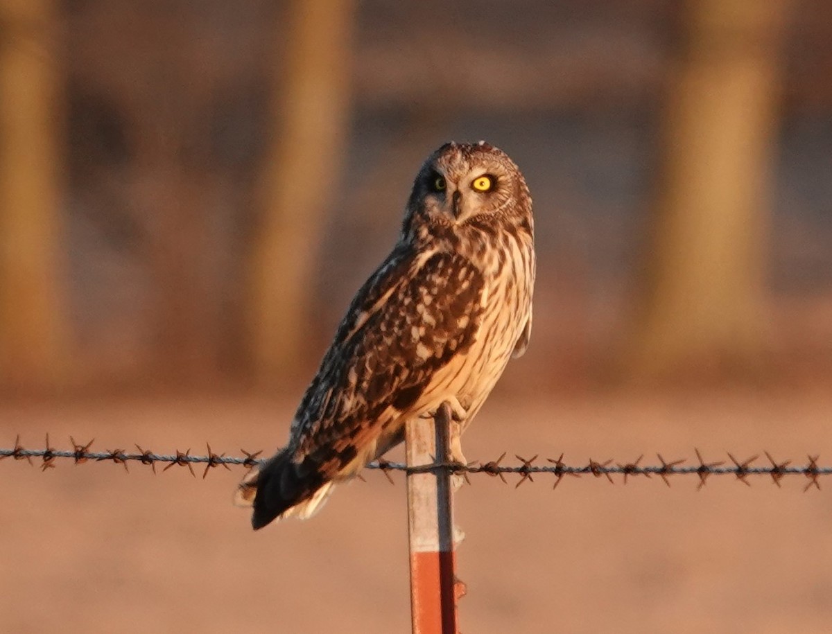 Short-eared Owl - ML614180744