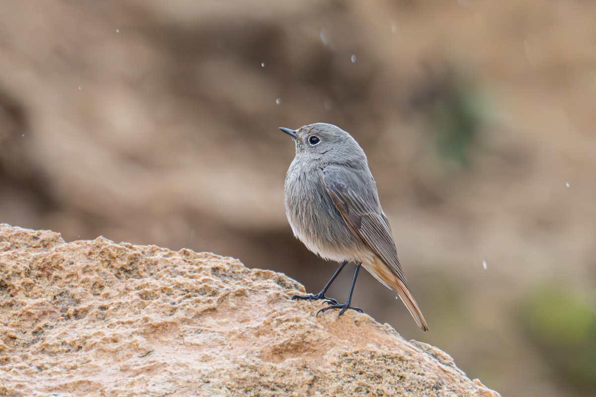 Black Redstart - ML614180749