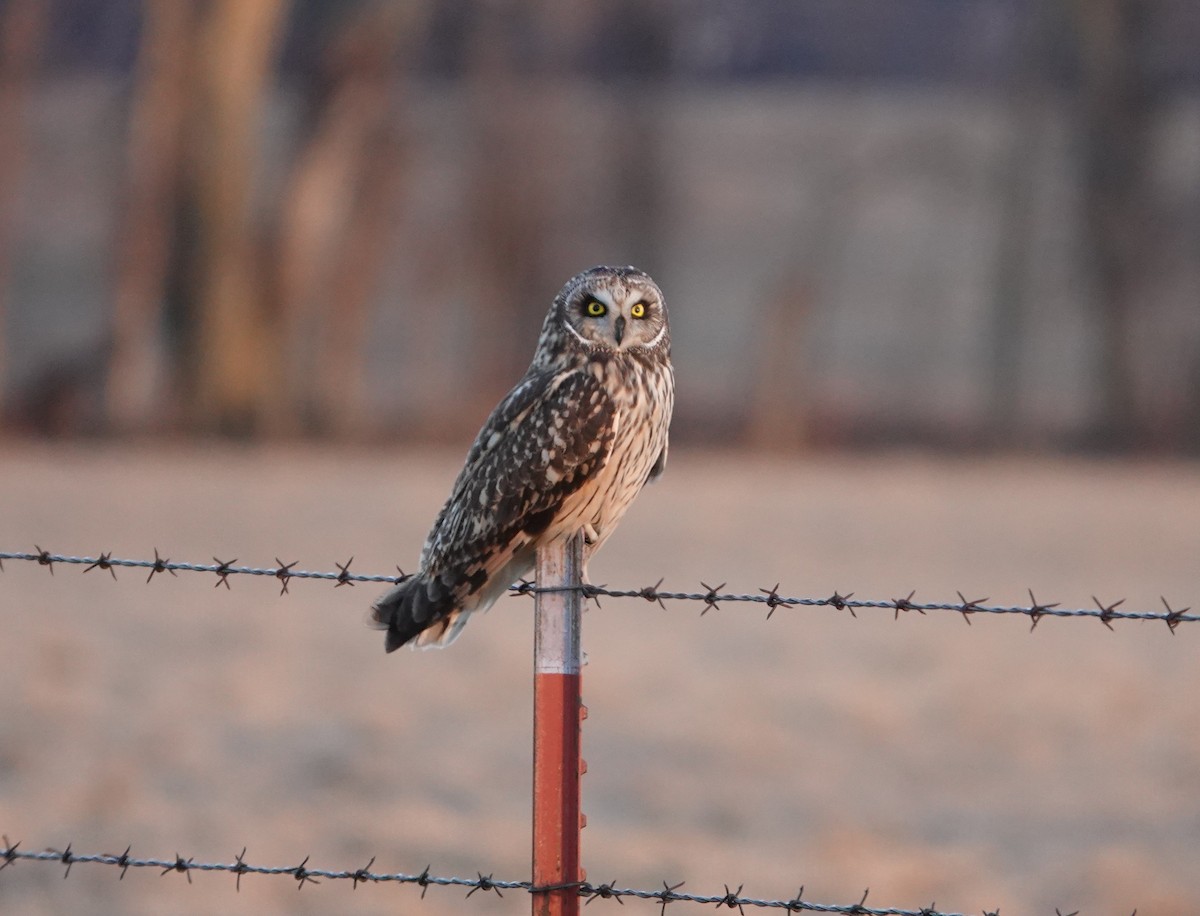 Short-eared Owl - ML614180754