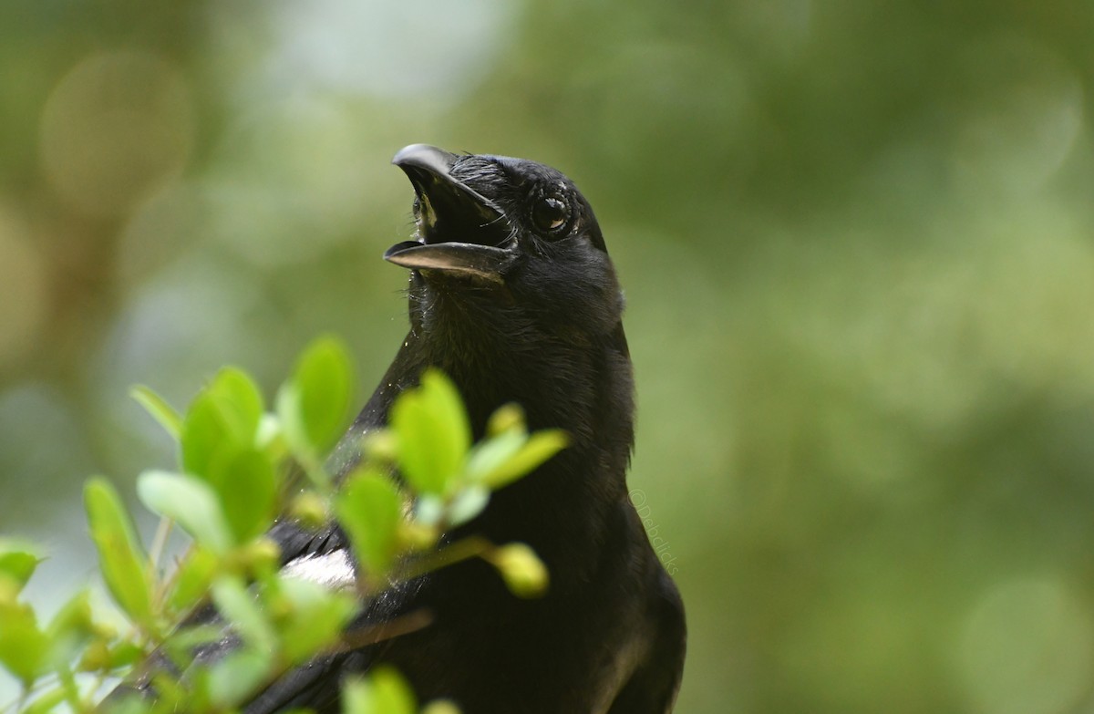 American Crow - ML61418081