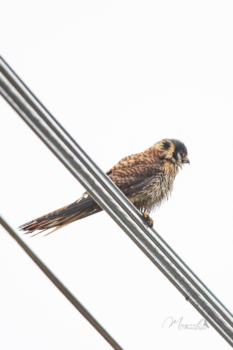 American Kestrel - ML614180810