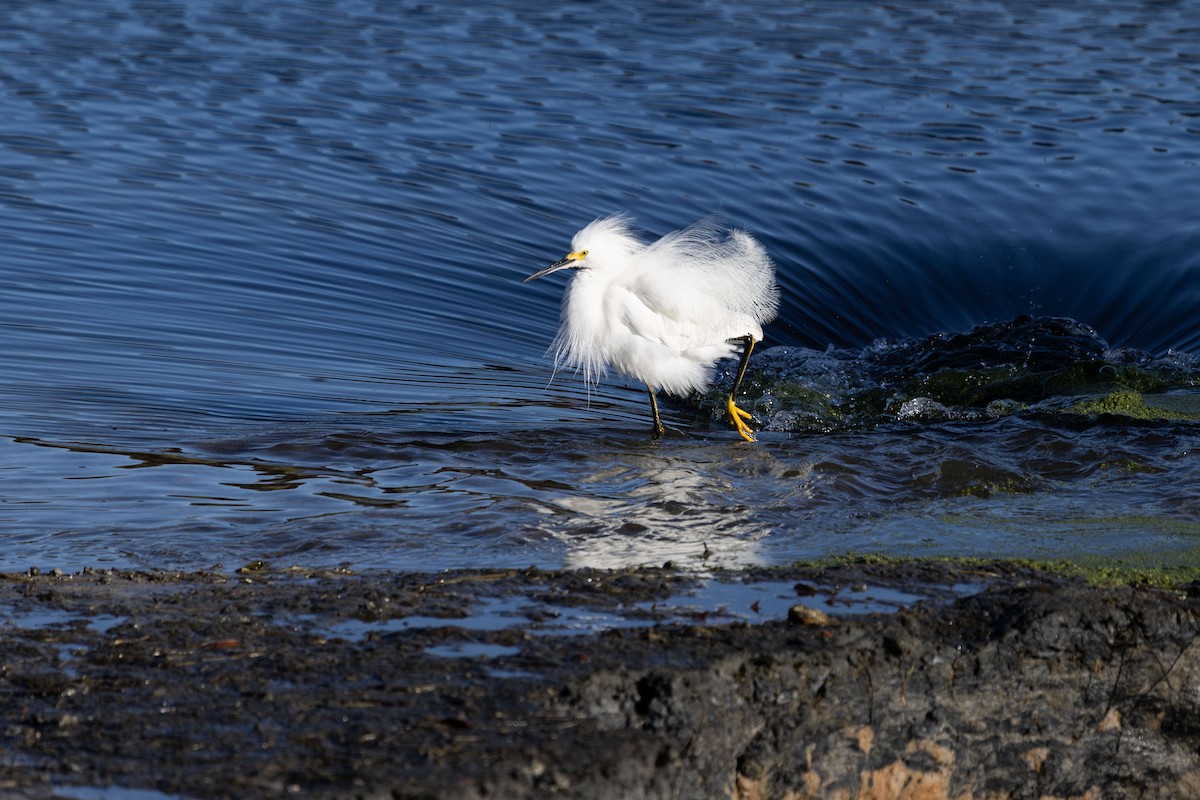 Snowy Egret - ML614180898