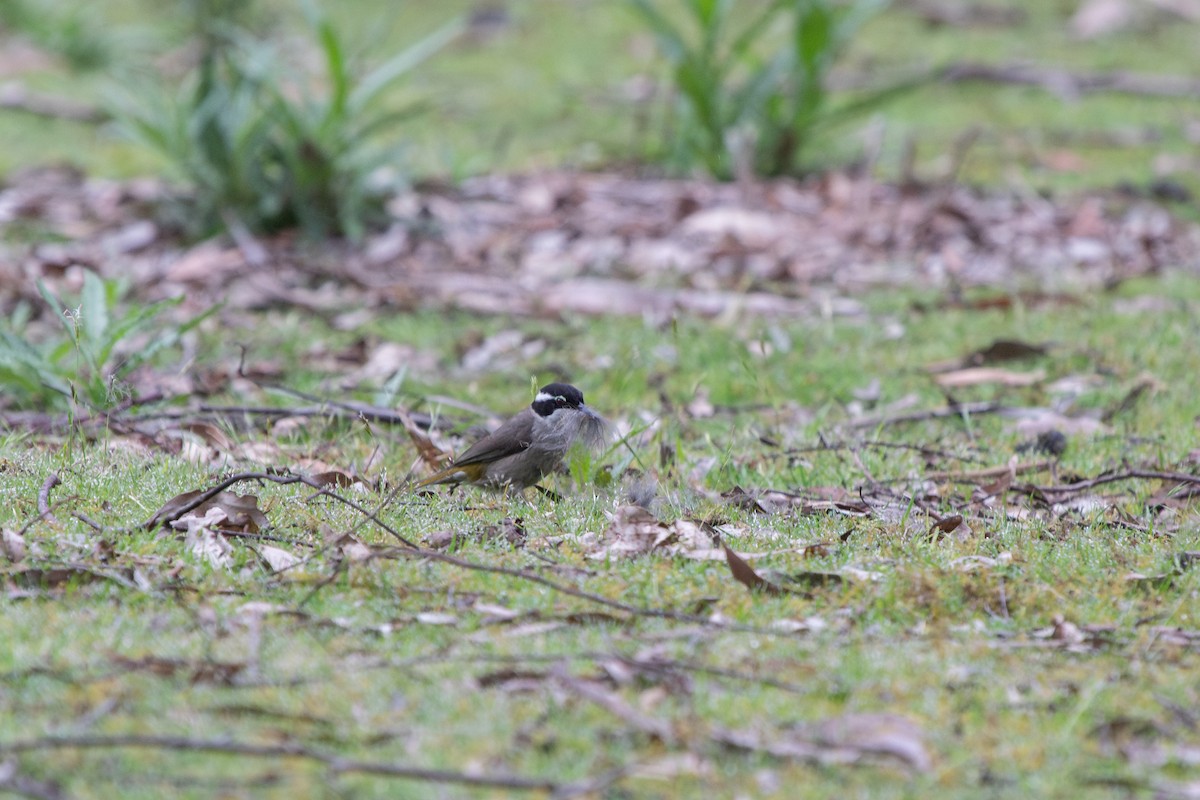 Strong-billed Honeyeater - ML614180949