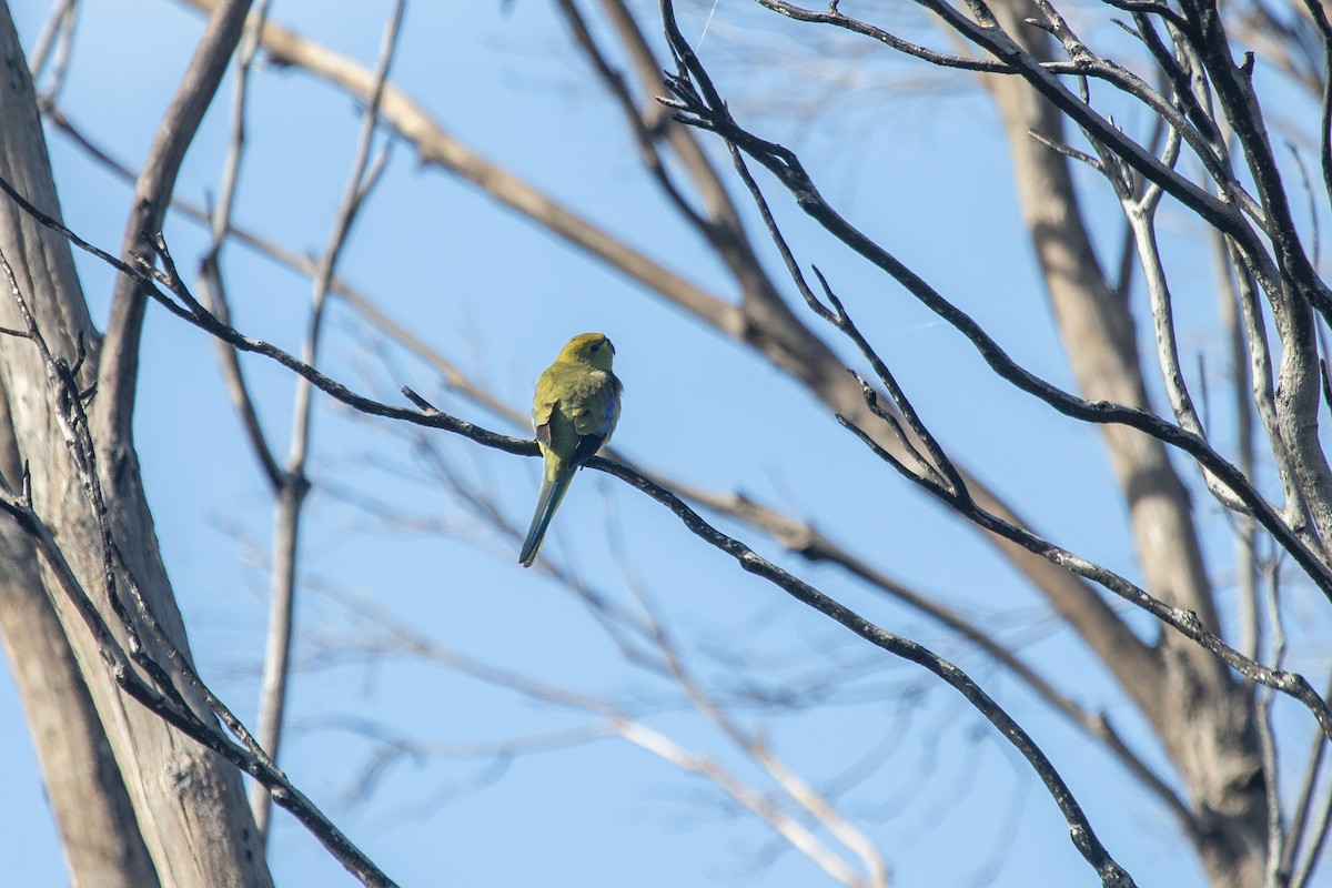 Blue-winged Parrot - ML614180984