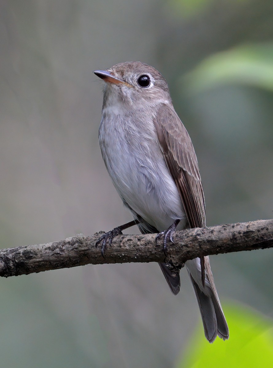 Asian Brown Flycatcher - ML614181009