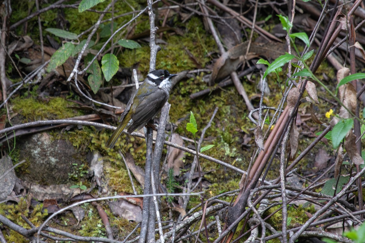 Strong-billed Honeyeater - ML614181015