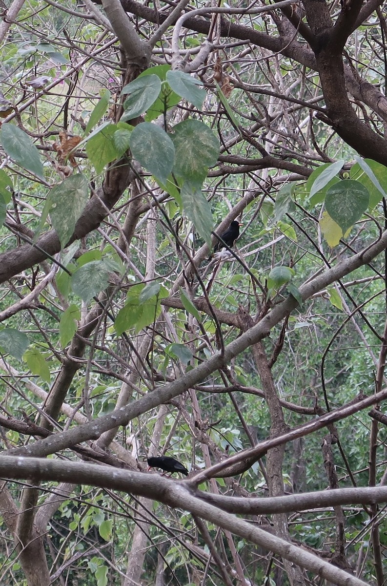 Black Bulbul - Mike Chen