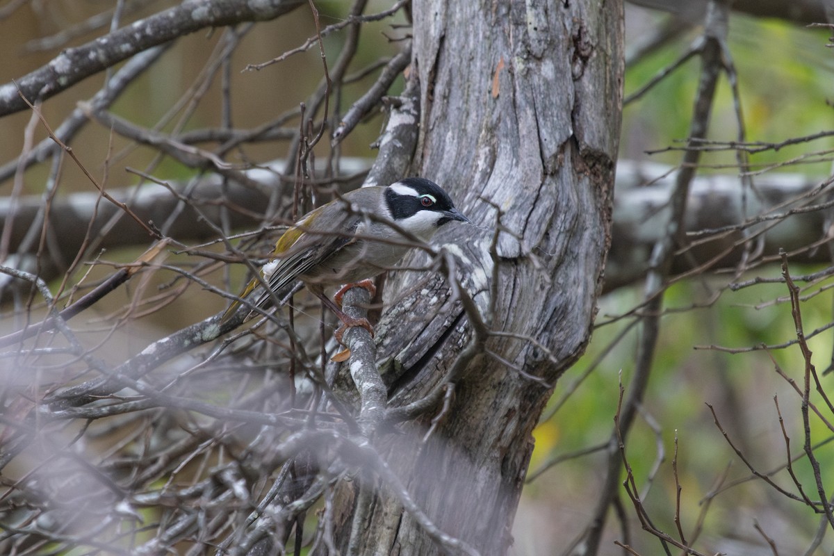 Strong-billed Honeyeater - ML614181088