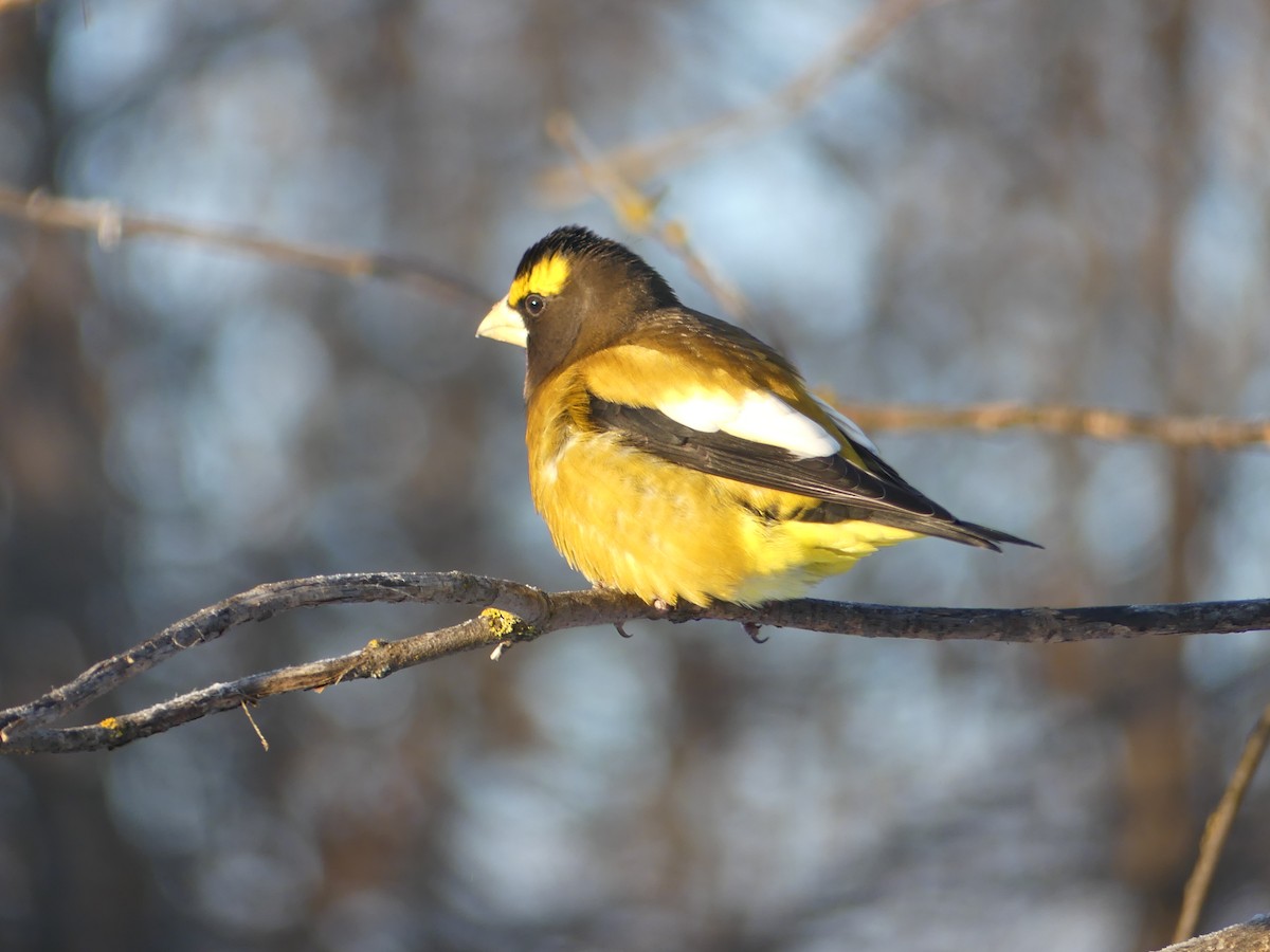 Evening Grosbeak - ML614181099