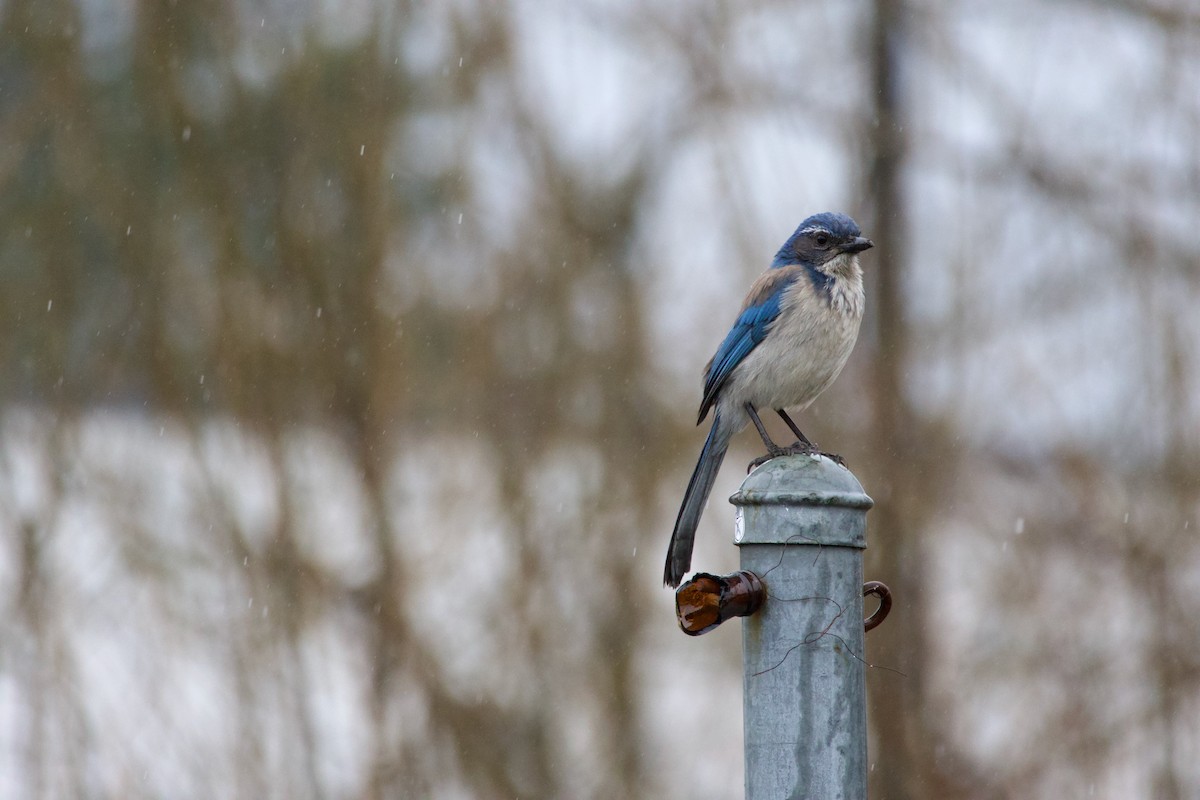 California Scrub-Jay - ML614181125