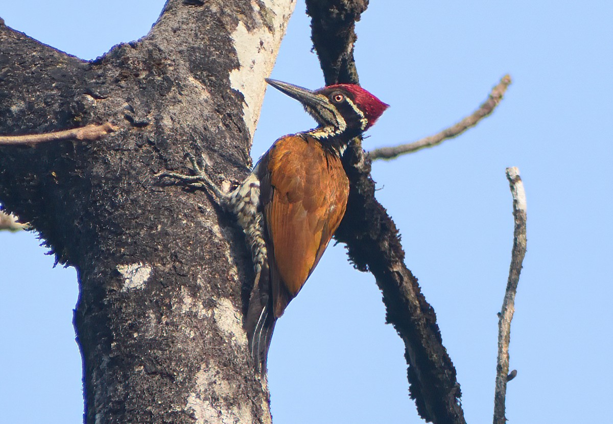 Malabar Flameback - ML614181167