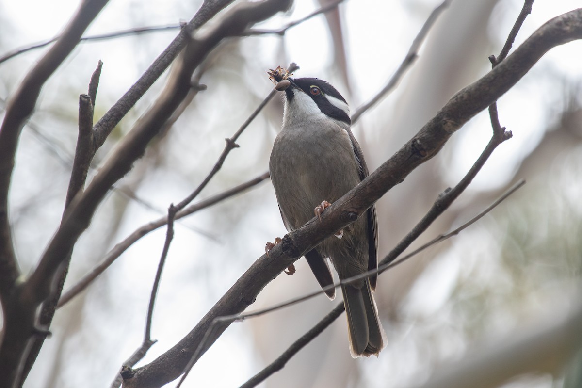 Strong-billed Honeyeater - ML614181225