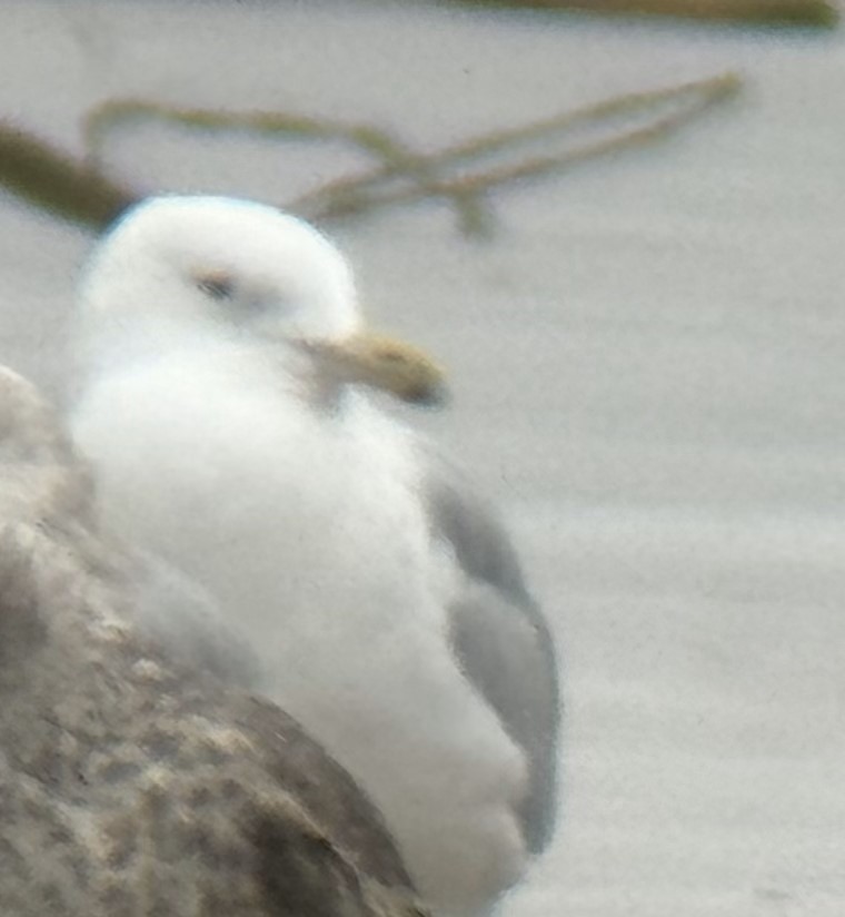 Iceland Gull (Thayer's) - ML614181299