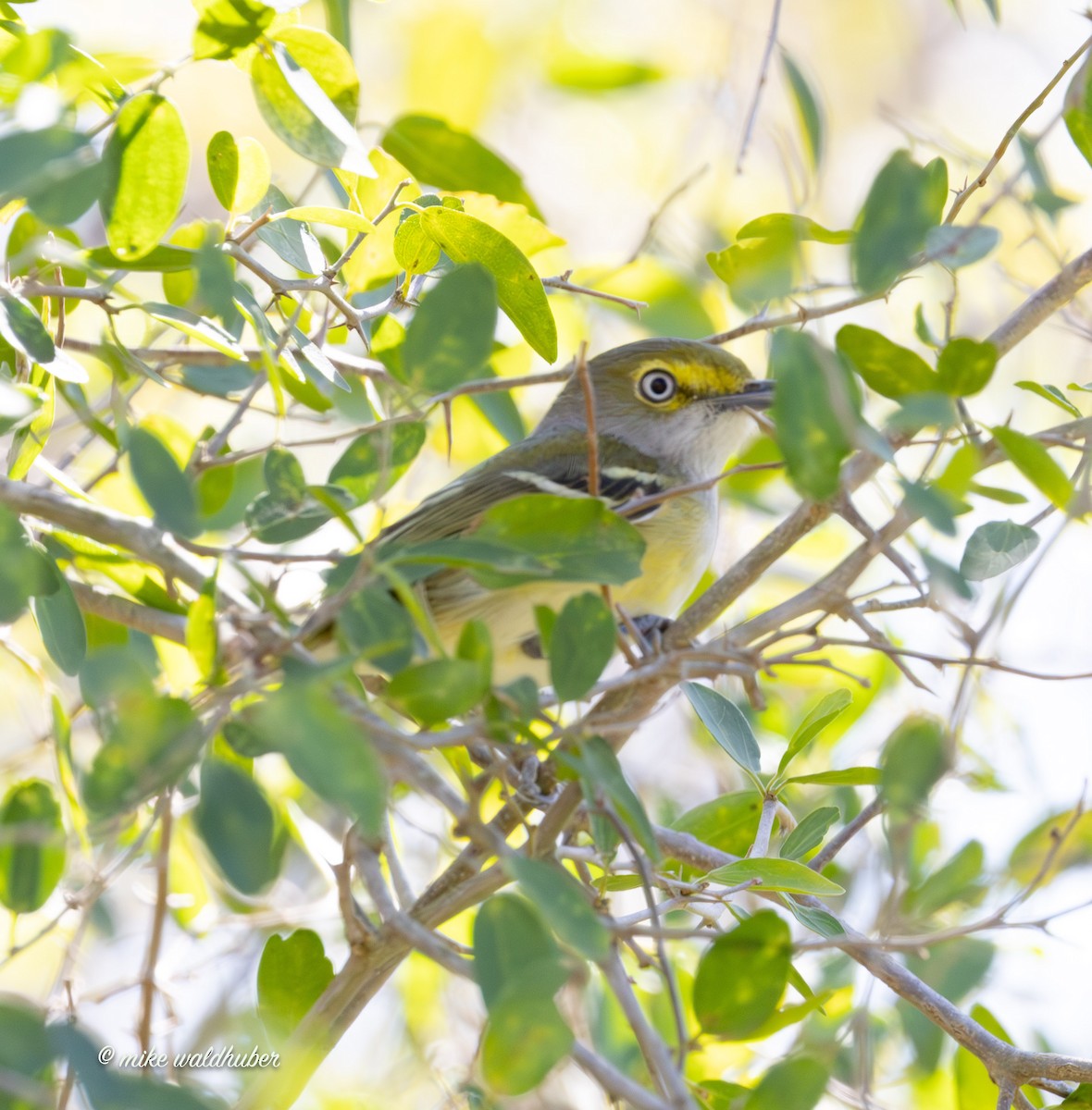 White-eyed Vireo - ML614181398