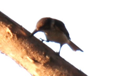 Gray Butcherbird - NICOLINO DALFONSO