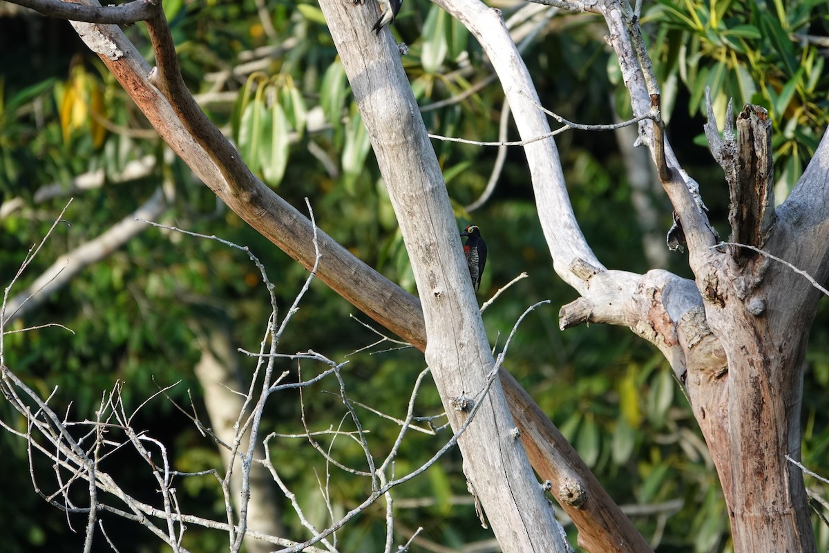 Yellow-tufted Woodpecker - ML614181414