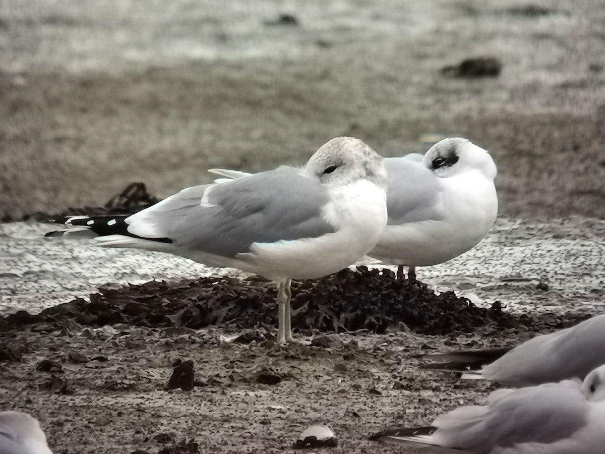 Common Gull - ML614181421