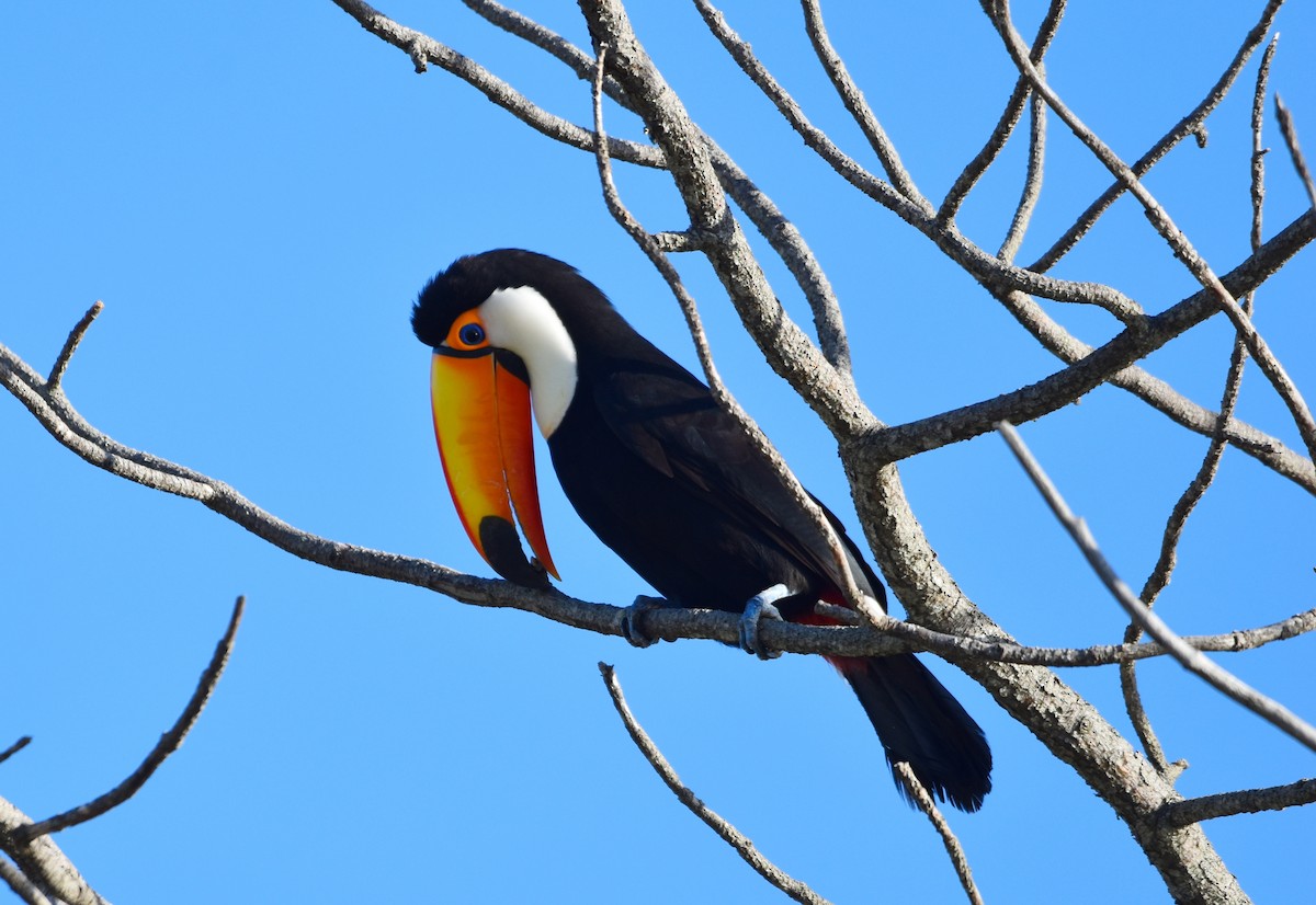 Toco Toucan - ML614181442