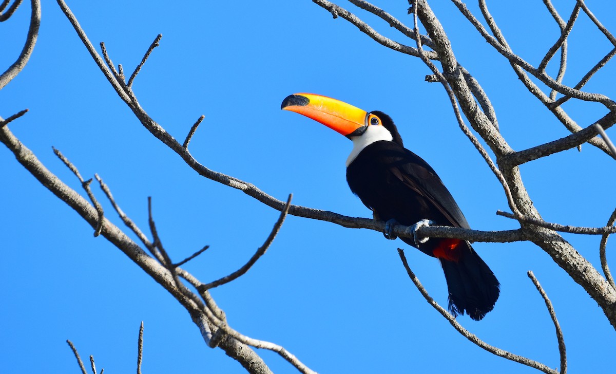 Toco Toucan - ML614181445