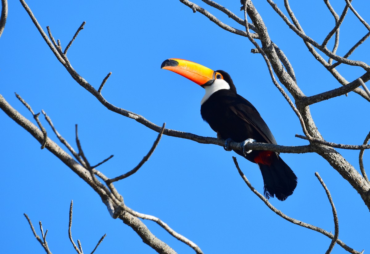 Toco Toucan - ML614181446