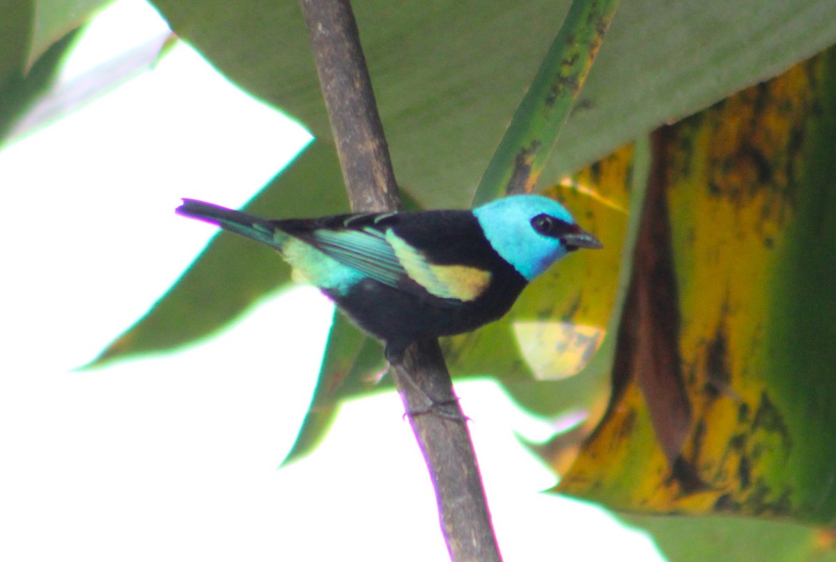 Blue-necked Tanager - T L P L