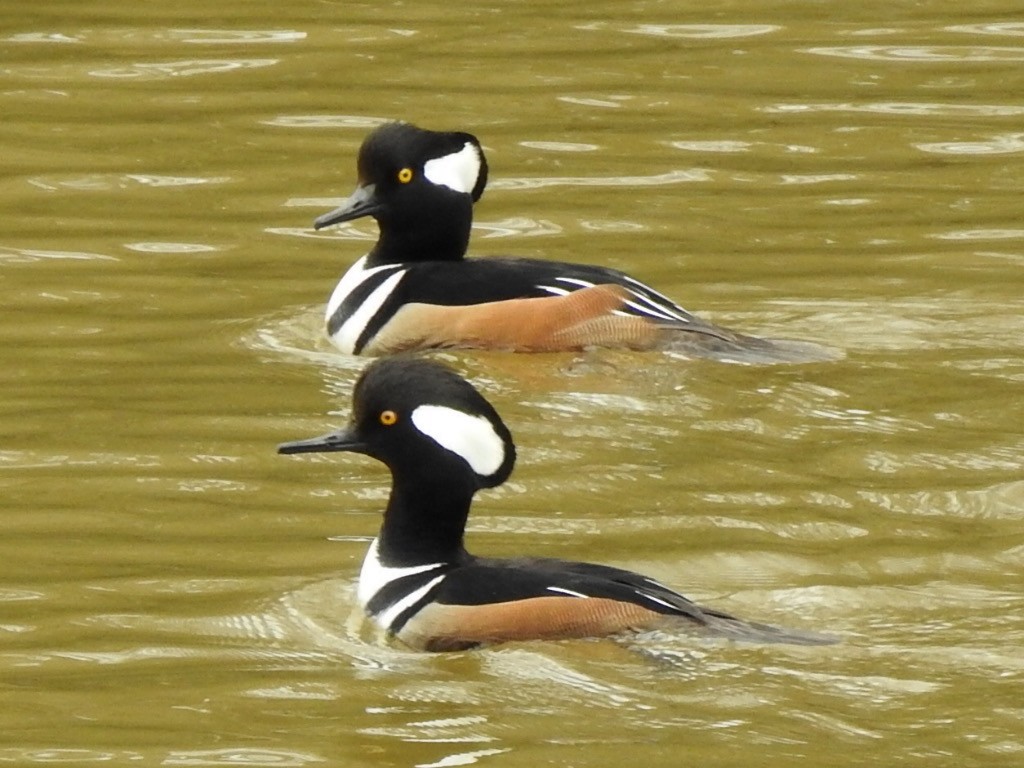 Hooded Merganser - ML614181523