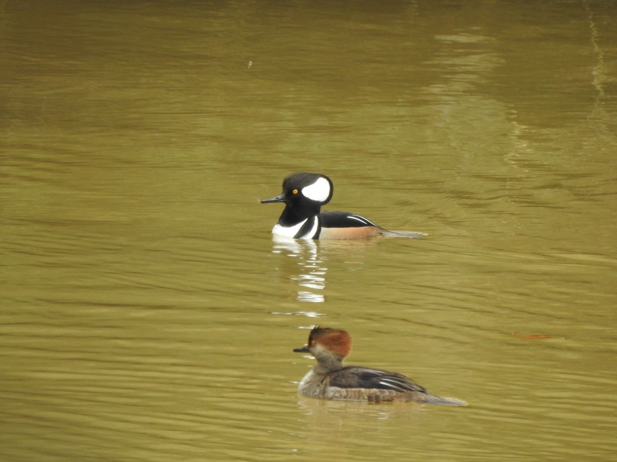 Hooded Merganser - ML614181524