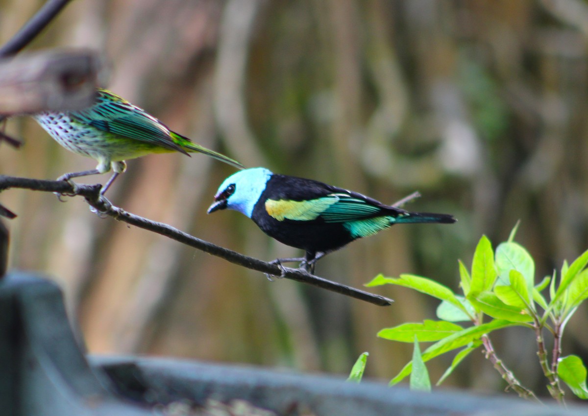 Blue-necked Tanager - T L P L