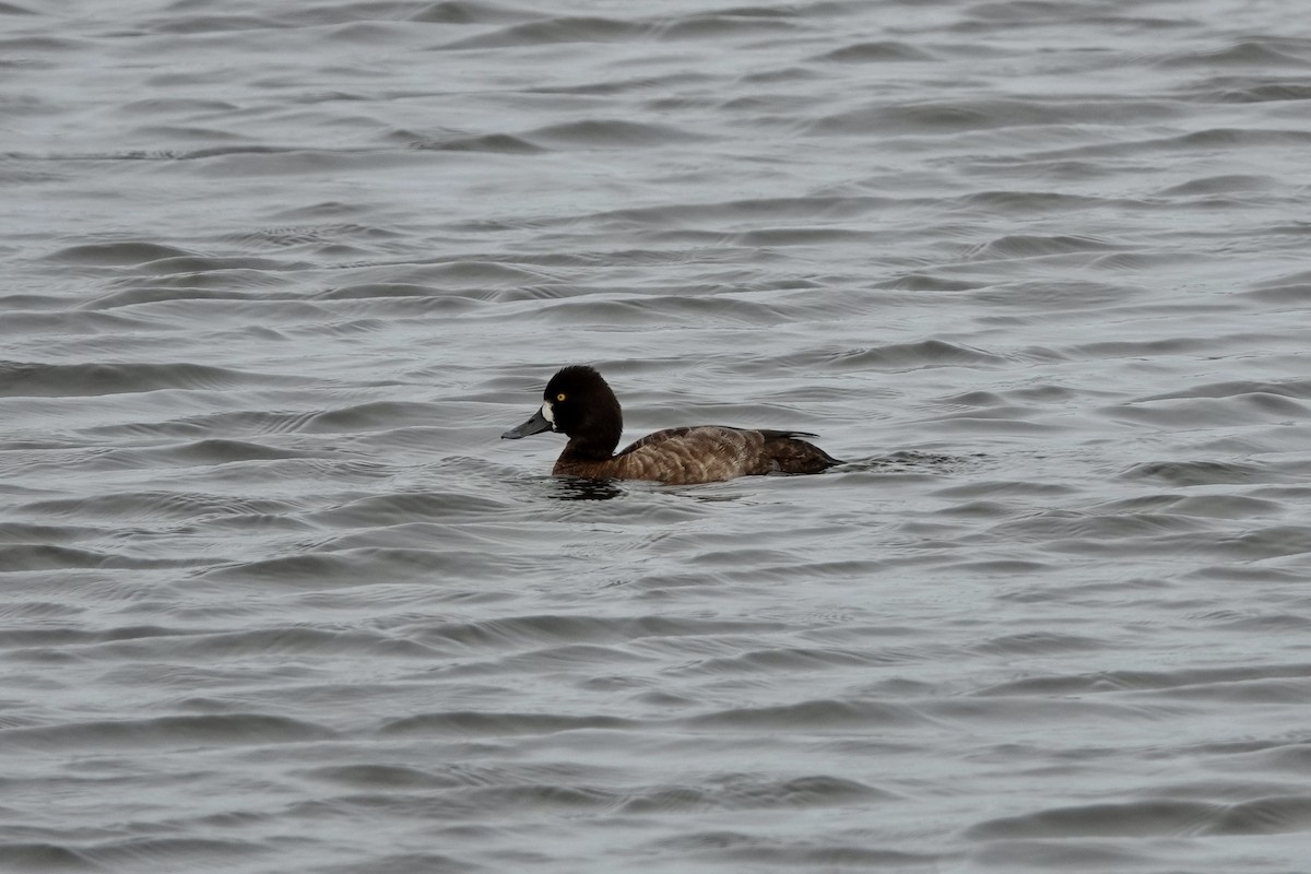 Lesser Scaup - ML614181644