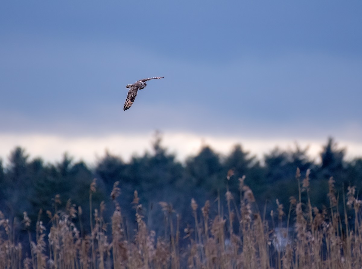 Short-eared Owl - ML614181997