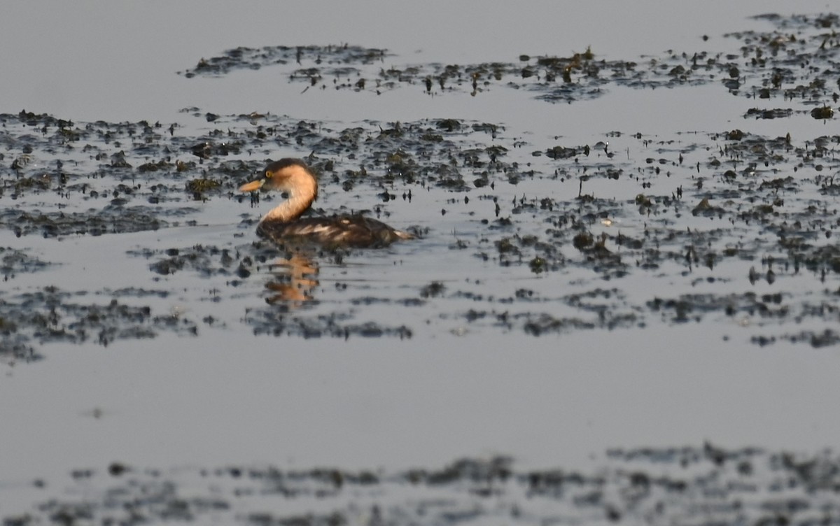 Little Grebe - ML614182017