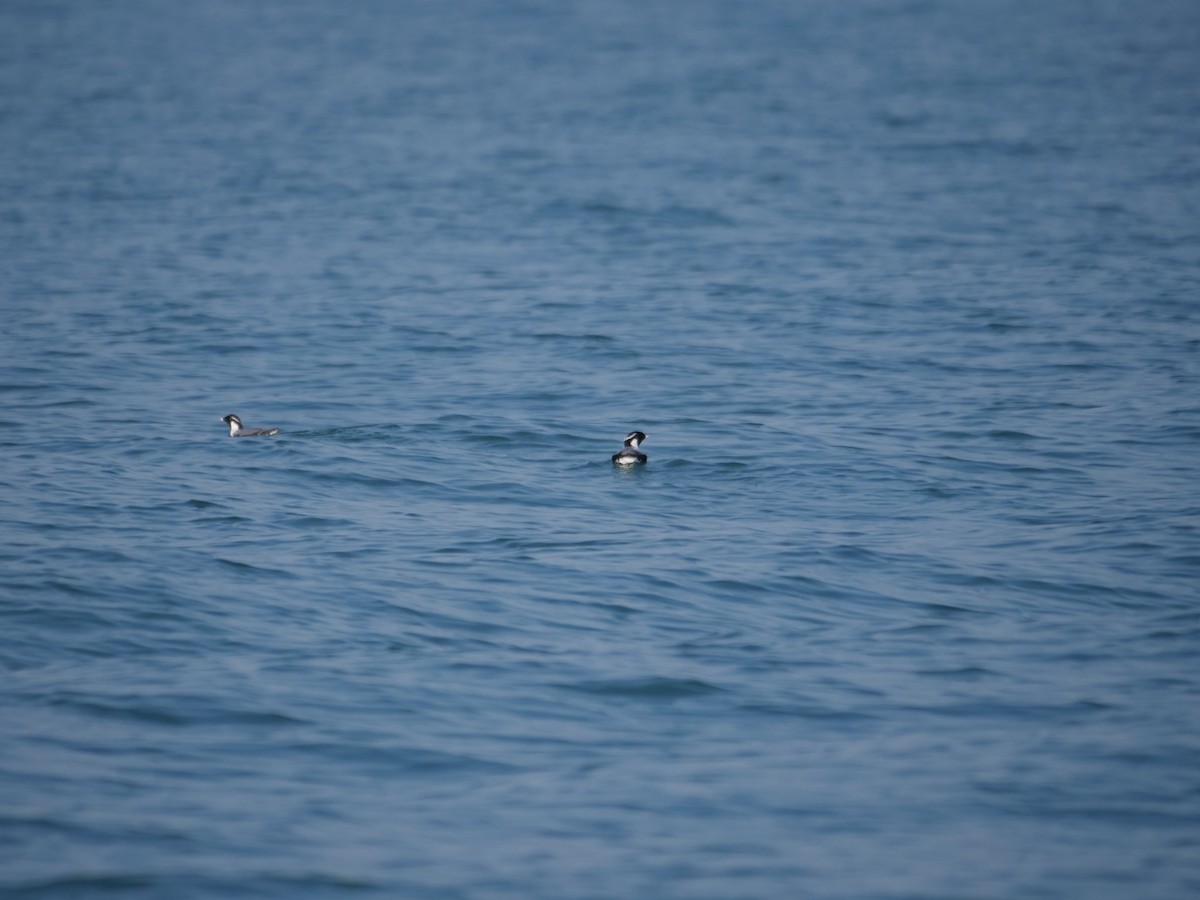 Guillemot à cou blanc - ML614182032