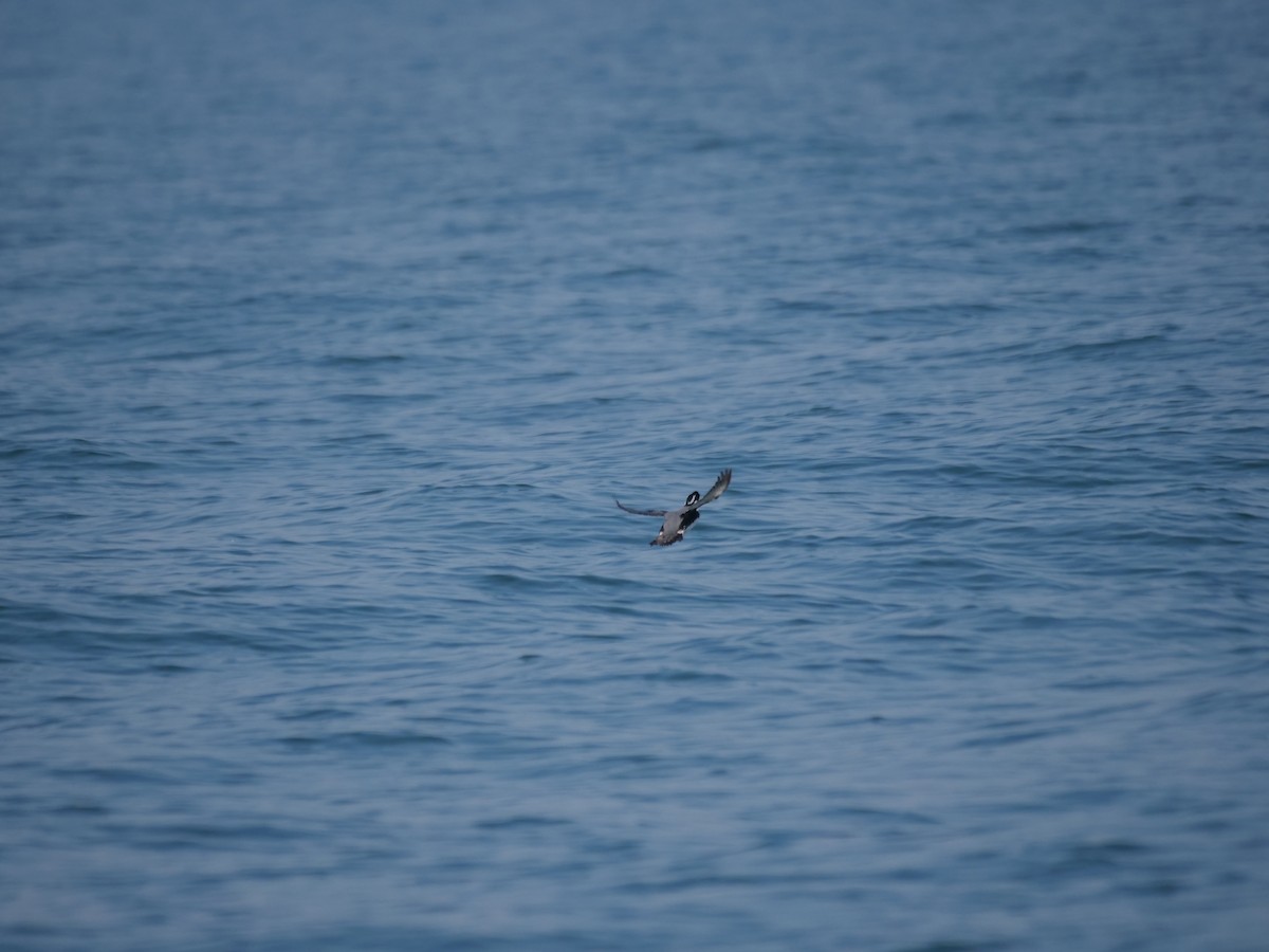 Ancient Murrelet - ML614182033