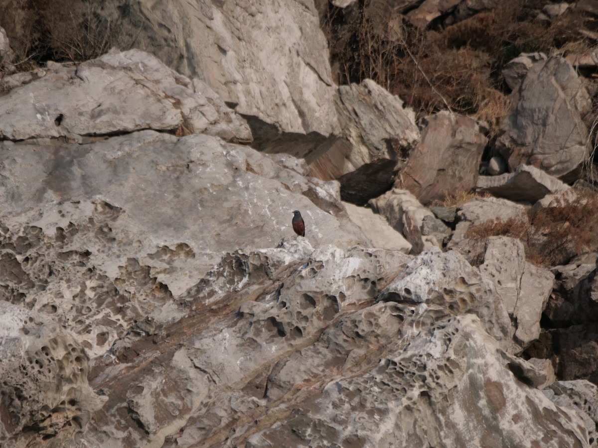 Blue Rock-Thrush - ML614182053