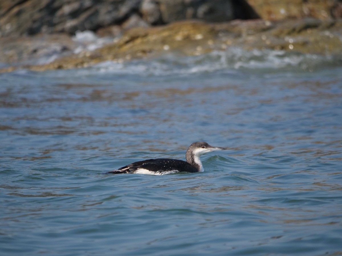 Arctic Loon - ML614182092