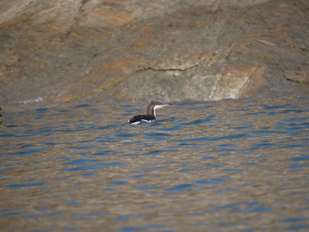 Arctic Loon - ML614182093