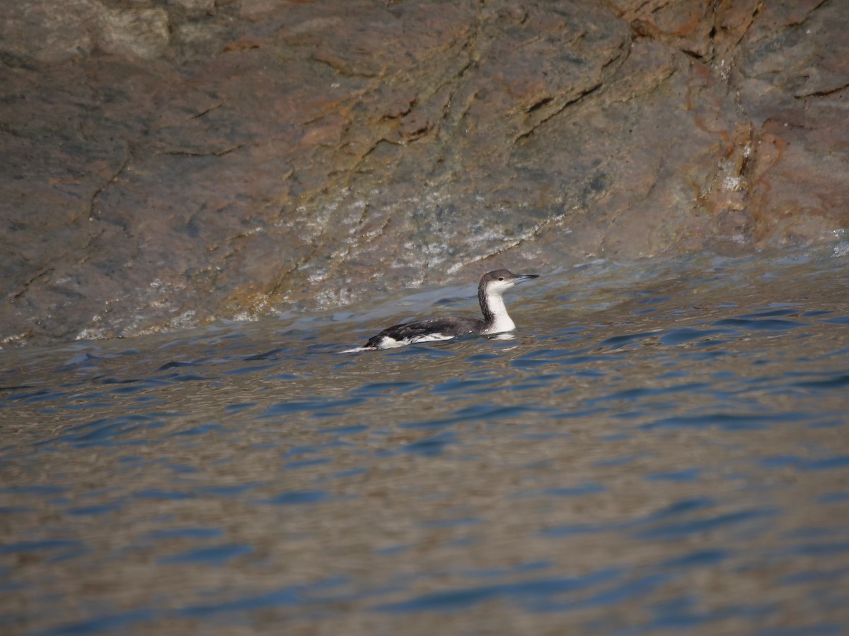 Arctic Loon - ML614182094