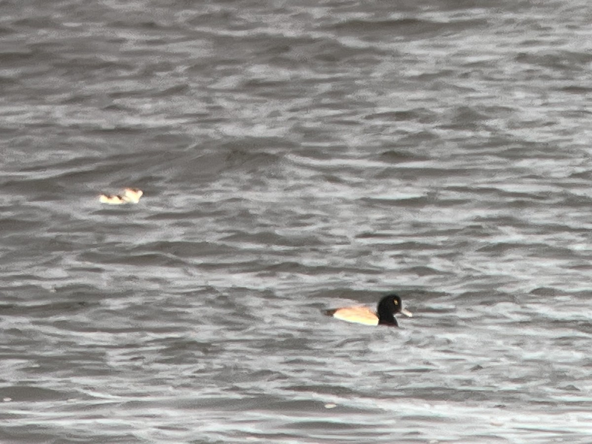 Marbled Murrelet - ML614182102