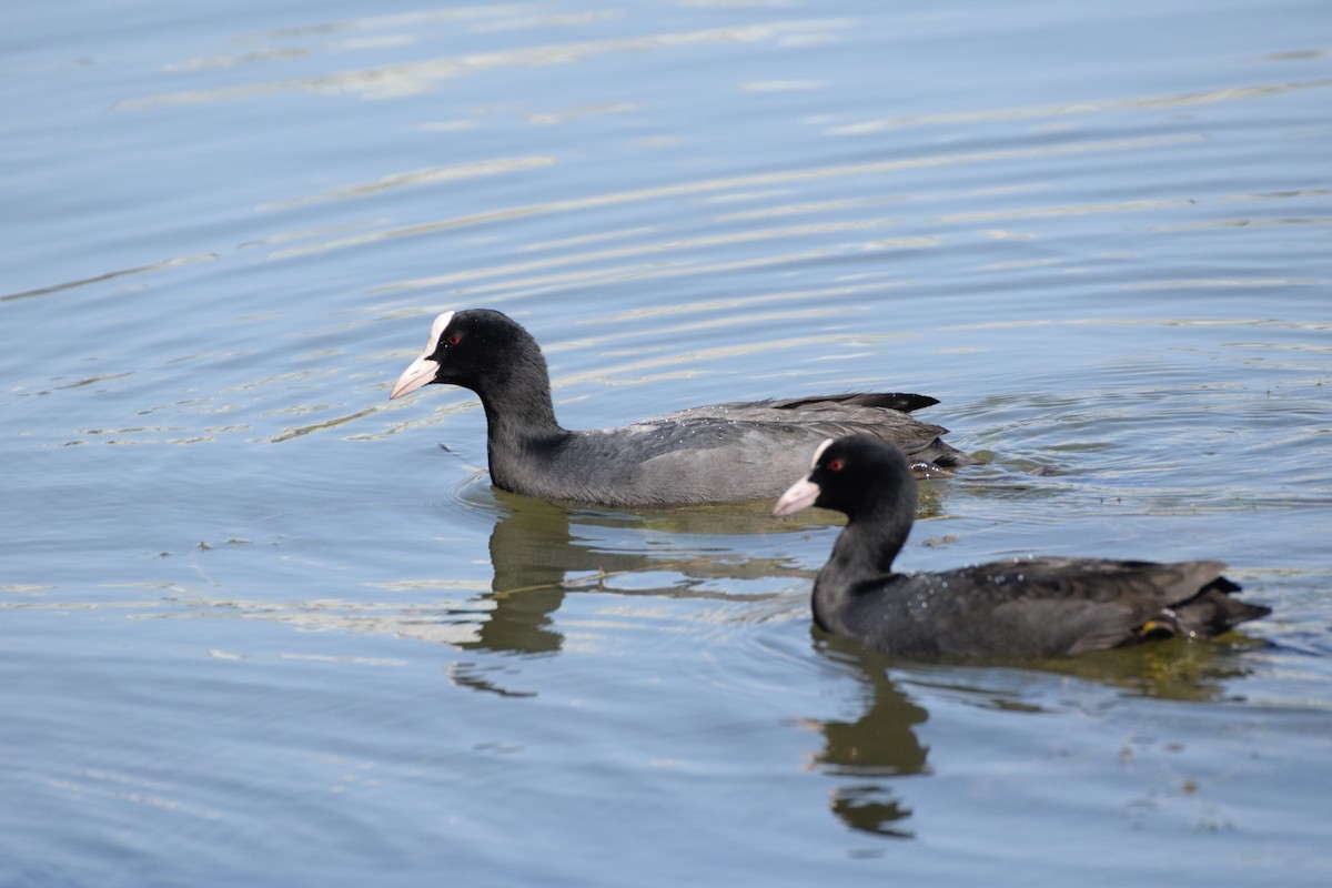 Eurasian Coot - ML614182110