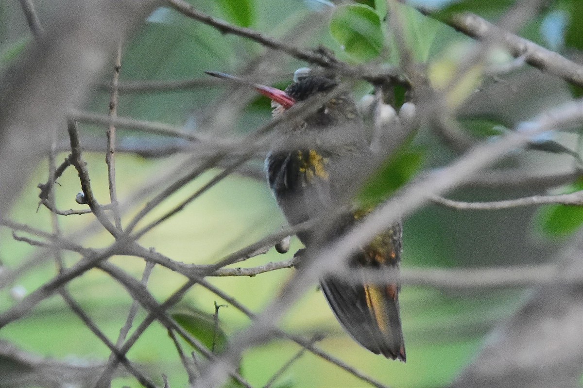 kolibřík zlacený - ML614182119