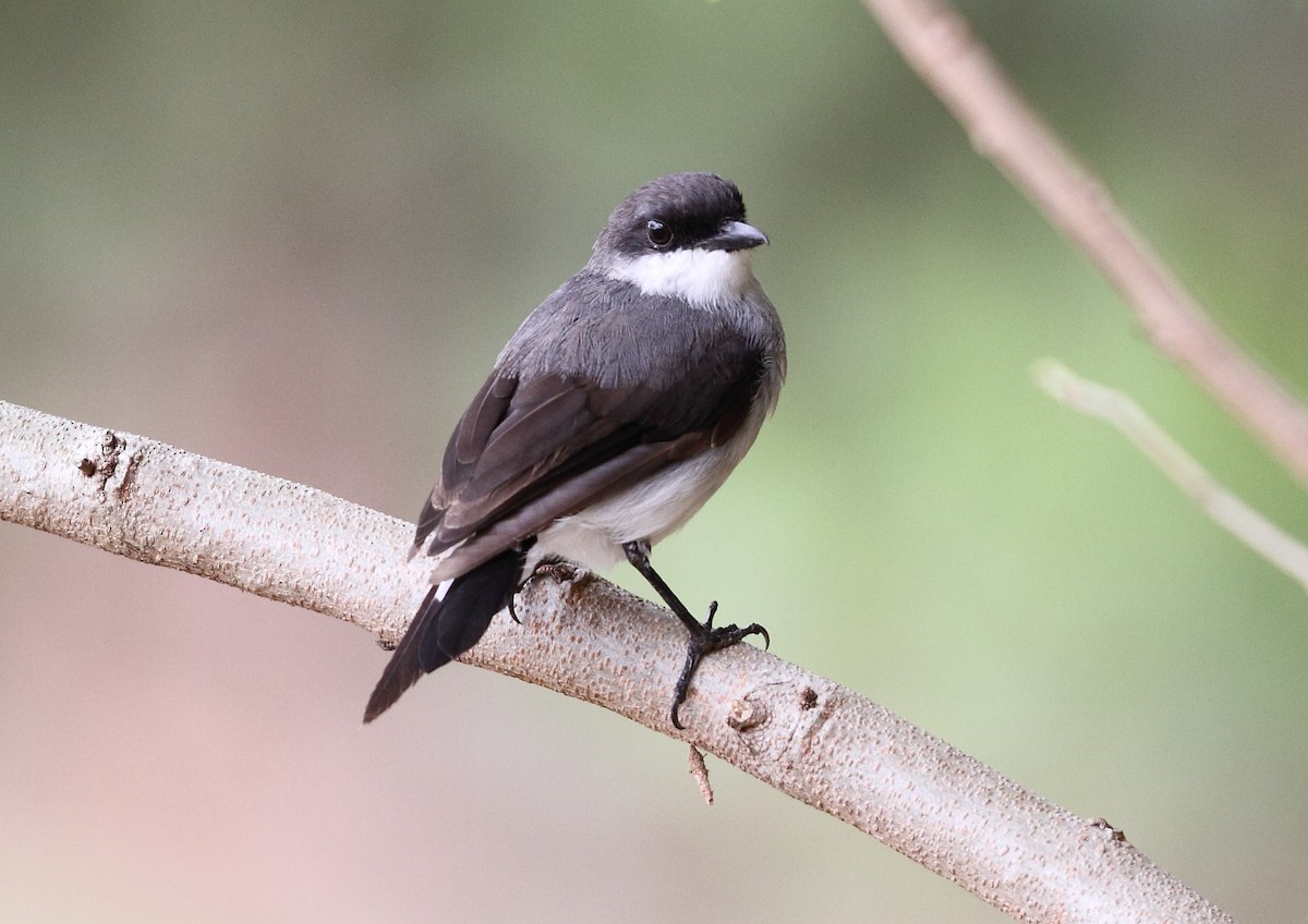 Mangrove Robin - ML614182127