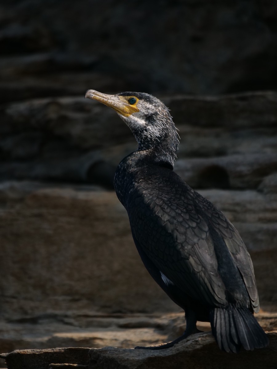 Japanese Cormorant - ML614182130