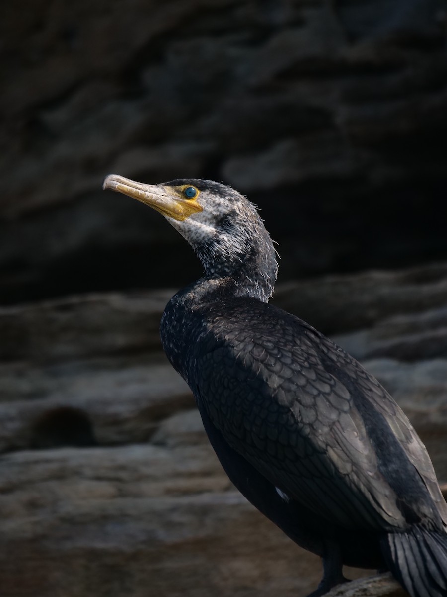 Japanese Cormorant - guangfeng Shao