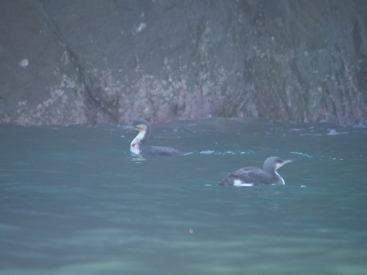 Arctic Loon - guangfeng Shao