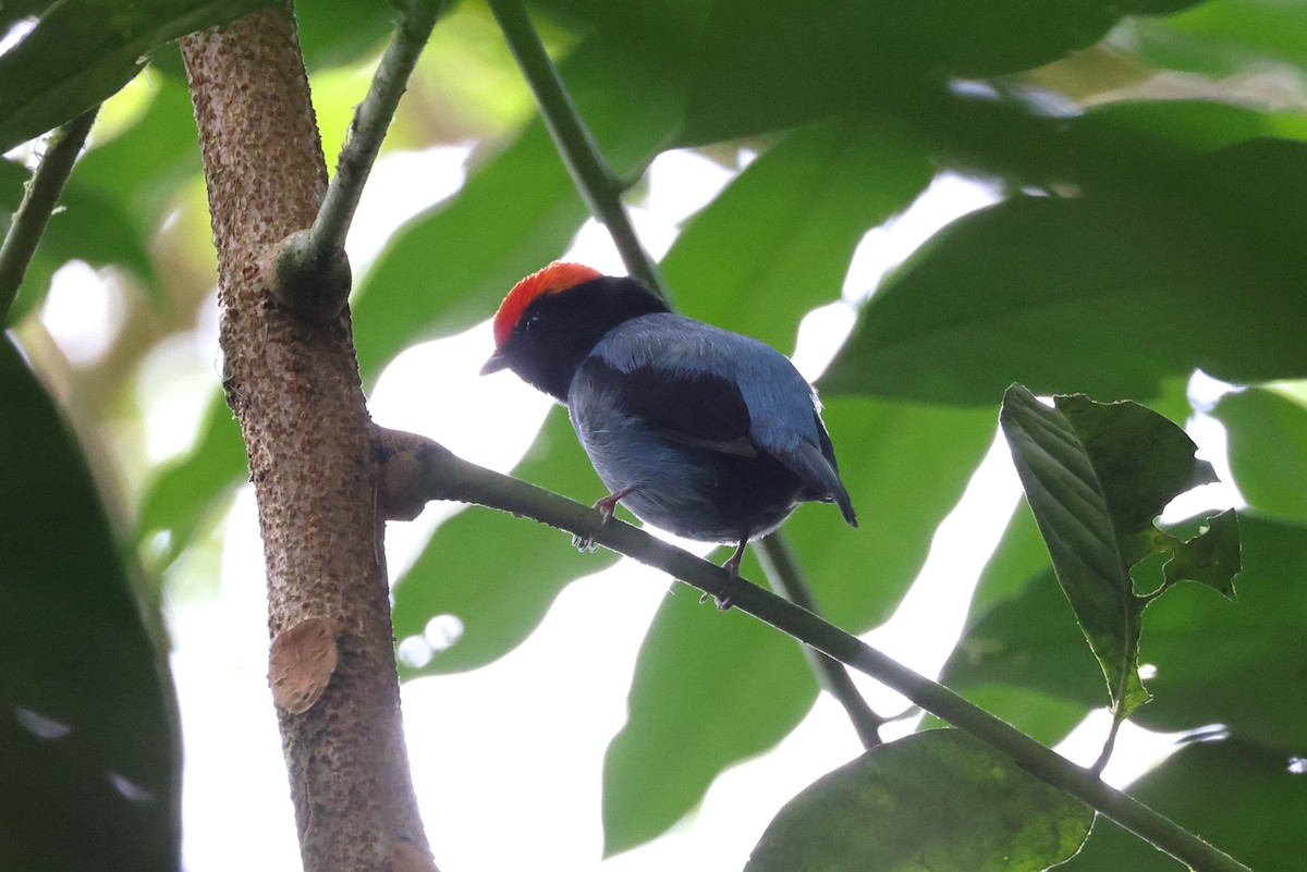 Swallow-tailed Manakin - ML614182203