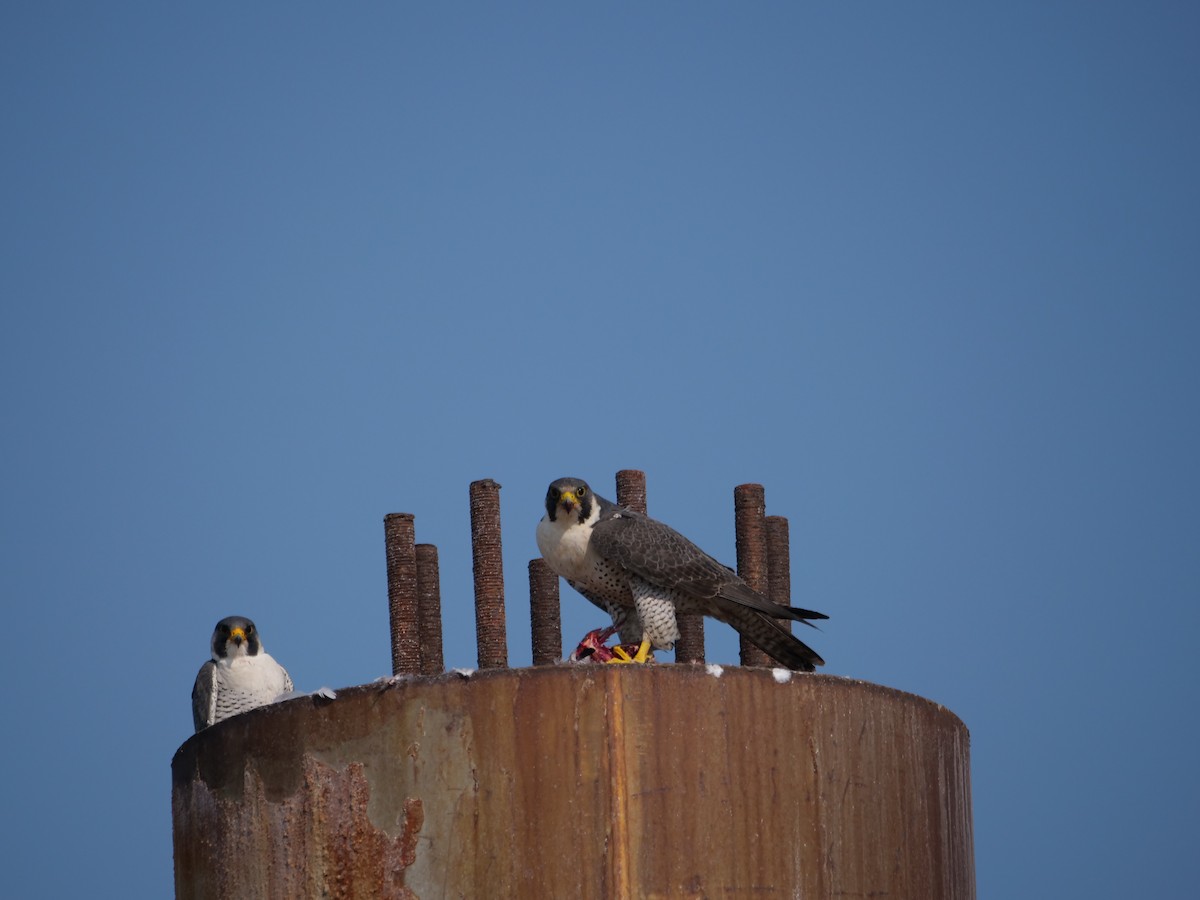 Peregrine Falcon - ML614182218