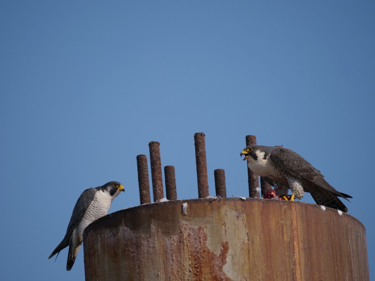 Peregrine Falcon - ML614182220