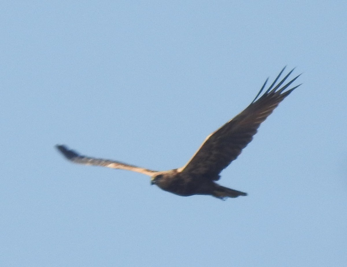 Western Marsh Harrier - ML614182286